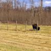 110506_46_elkislandpp_bison