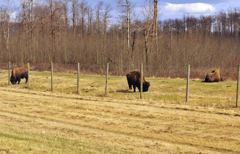 110506_46_elkislandpp_bison