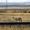 110507_18_highway16_coyote