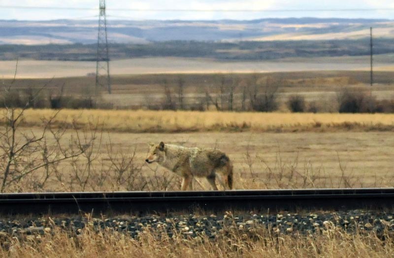110507_18_highway16_coyote
