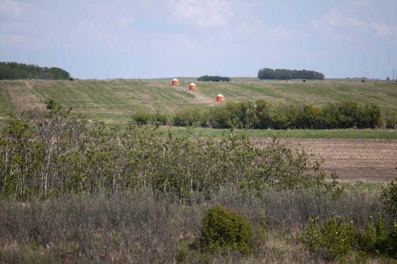 120601_006_prairie