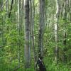 120602_008_greenwater