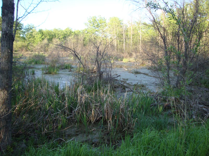 120603_018_greenwater