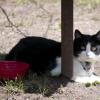 120616_10_douglas