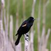 120616_20_douglas