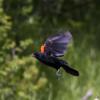 120616_21_douglas