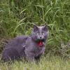 120616_40_douglas
