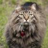 120616_42_douglas
