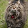 120616_45_douglas