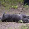 120616_53_douglas