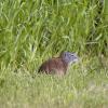 120616_58_douglas