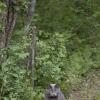 120616_64_douglas