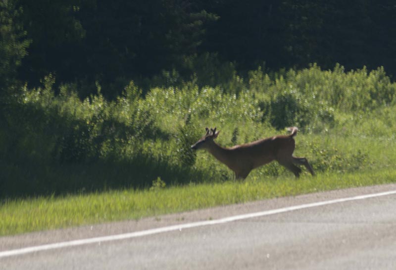 120703_025_rmnp