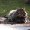 120729_005_douglas