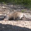 120729_014_douglas