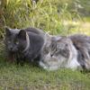 120729_016_douglas