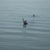 120730_005_douglas