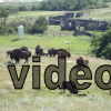 120805_005_buffalopound