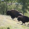 120805_012_buffalopound