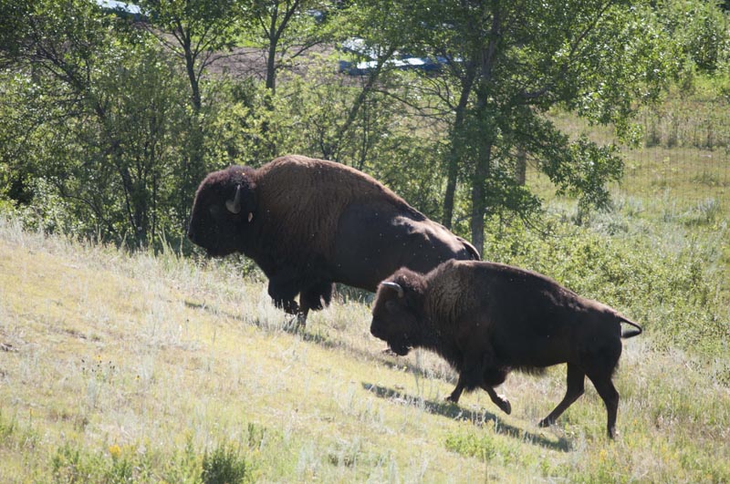 120805_012_buffalopound