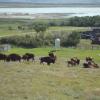120805_014_buffalopound