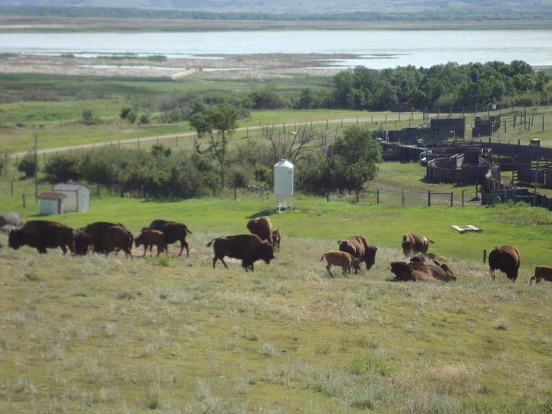 120805_014_buffalopound