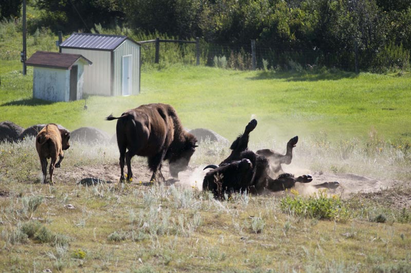 120805_015_buffalopound