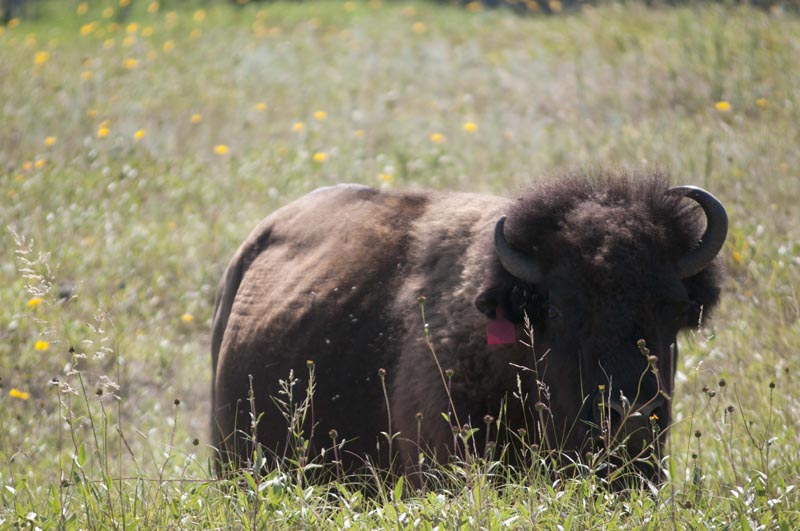 120805_018_buffalopound