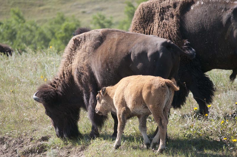 120805_019_buffalopound