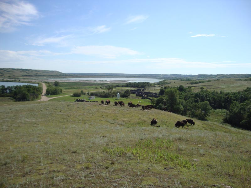 120805_021_buffalopound