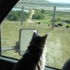 120805_022_buffalopound