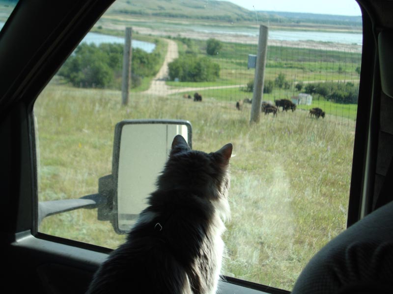 120805_022_buffalopound