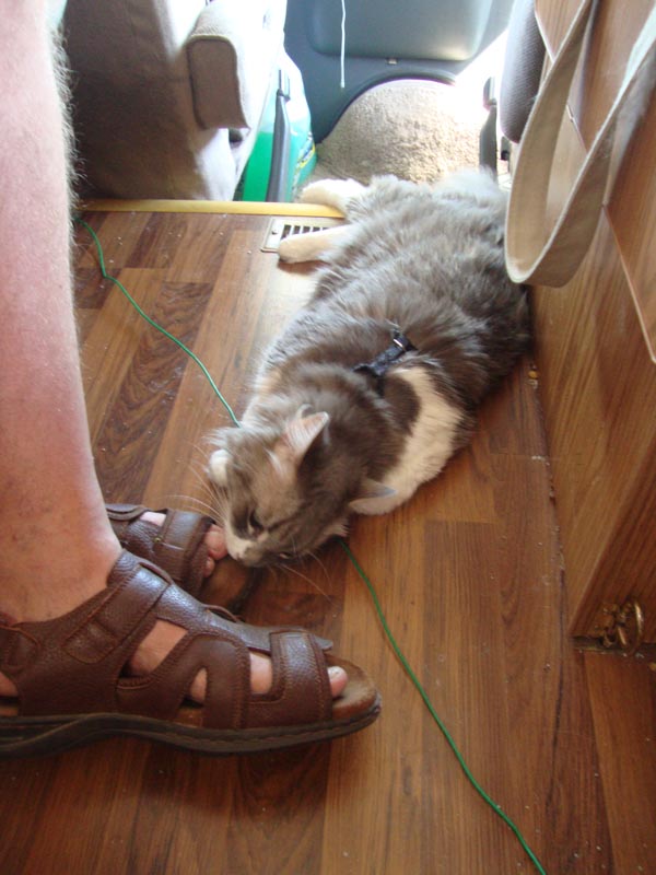 120805_025_buffalopound