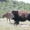 120805_027_buffalopound