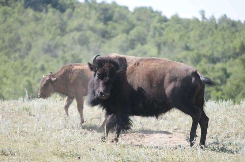 120805_027_buffalopound