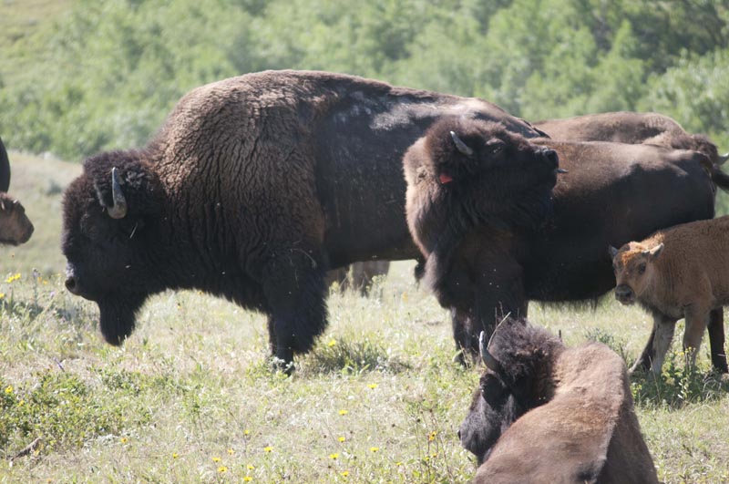 120805_028_buffalopound