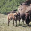 120805_029_buffalopound