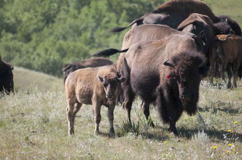 120805_029_buffalopound