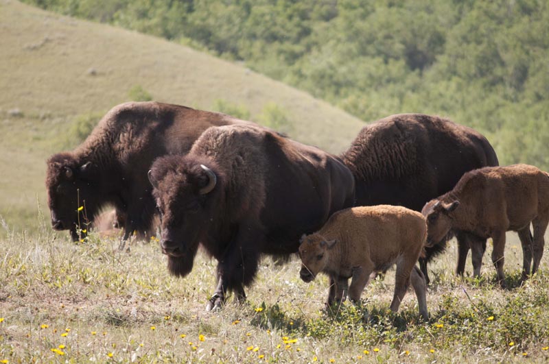 120805_030_buffalopound