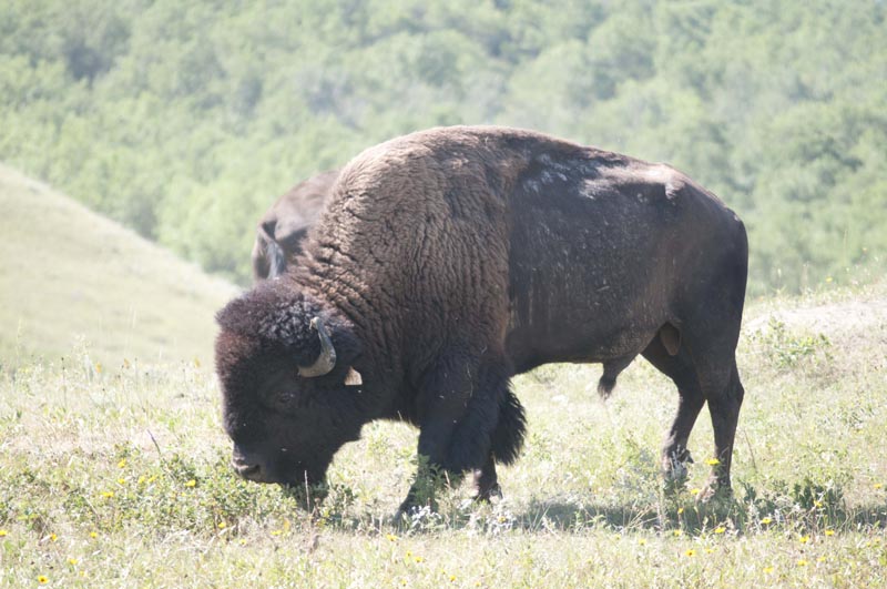 120805_031_buffalopound
