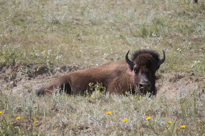 120805_033_buffalopound