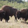 120805_034_buffalopound