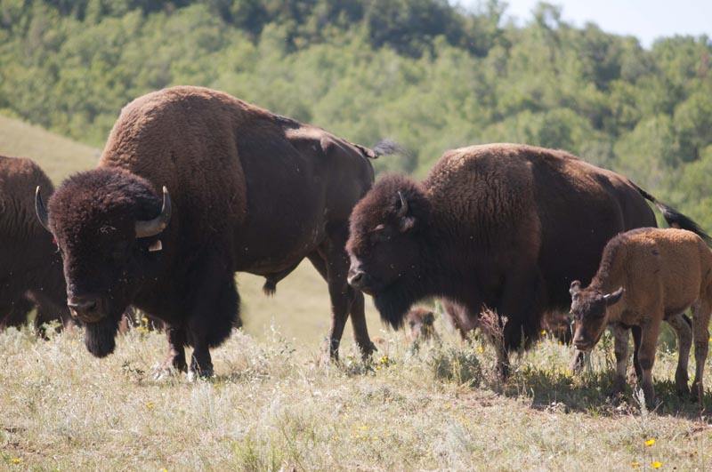 120805_034_buffalopound