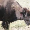 120805_035_buffalopound