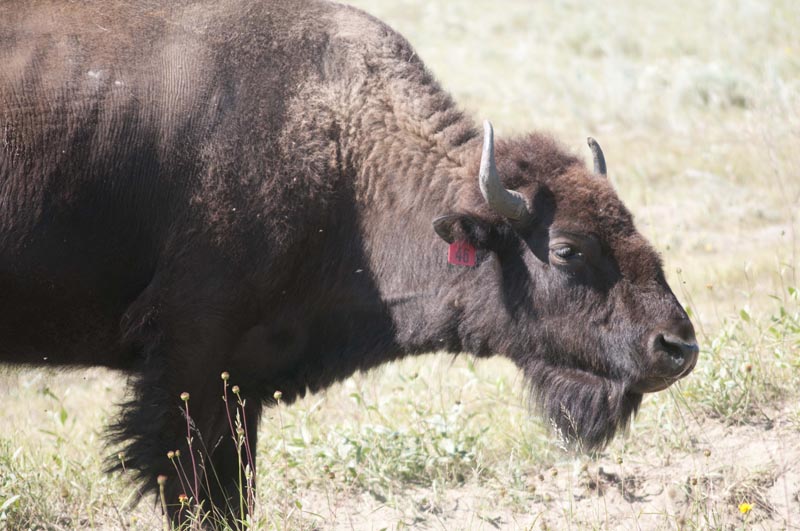 120805_035_buffalopound