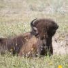 120805_036_buffalopound