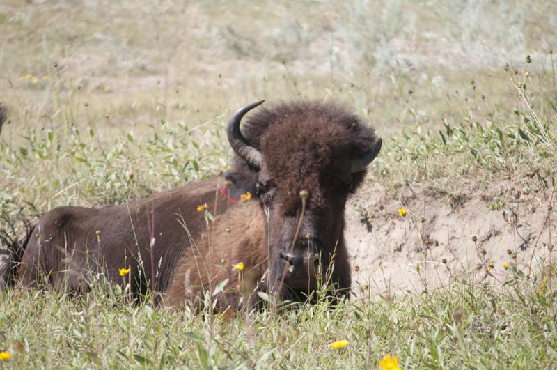 120805_036_buffalopound