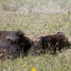 120805_037_buffalopound