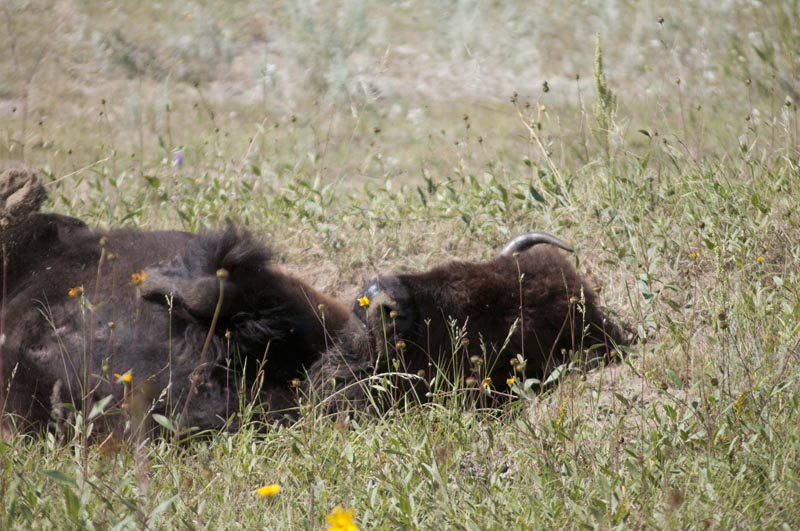 120805_037_buffalopound