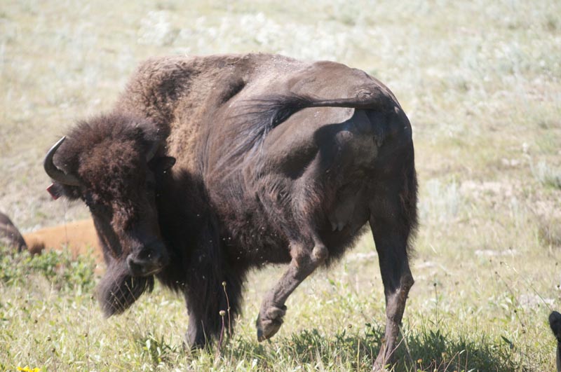 120805_038_buffalopound